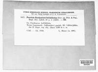 Puccinia cardamines-bellidifoliae image